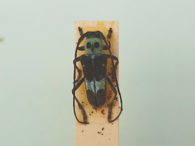 レモネイトゲウスバカミキリCalli- lemoinei ♂♀ 71/51mm レモネイト