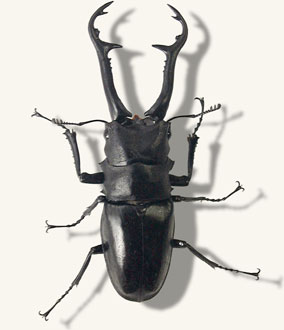 クワガタ図鑑-ギラファノコギリクワガタ[基亜種]