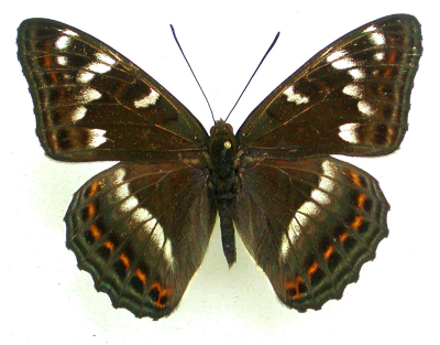 東南アジアの蝶