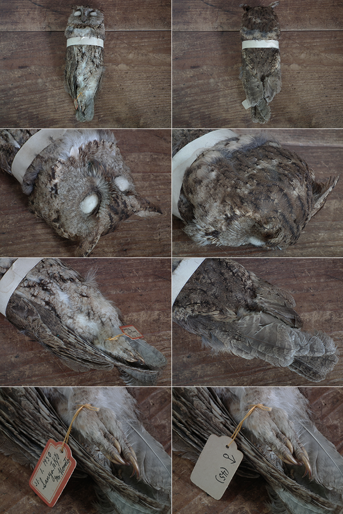 E00448 1930年 雄ミミズクの古い仮剥製 フクロウ | MANSIKKA