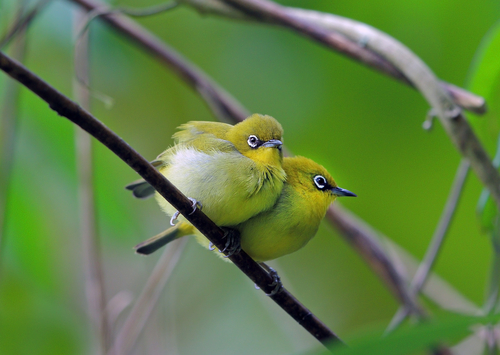 ウグイス、ホウジロ、メジロ用品