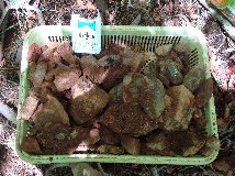 山梨県甲府市黒平の煙水晶