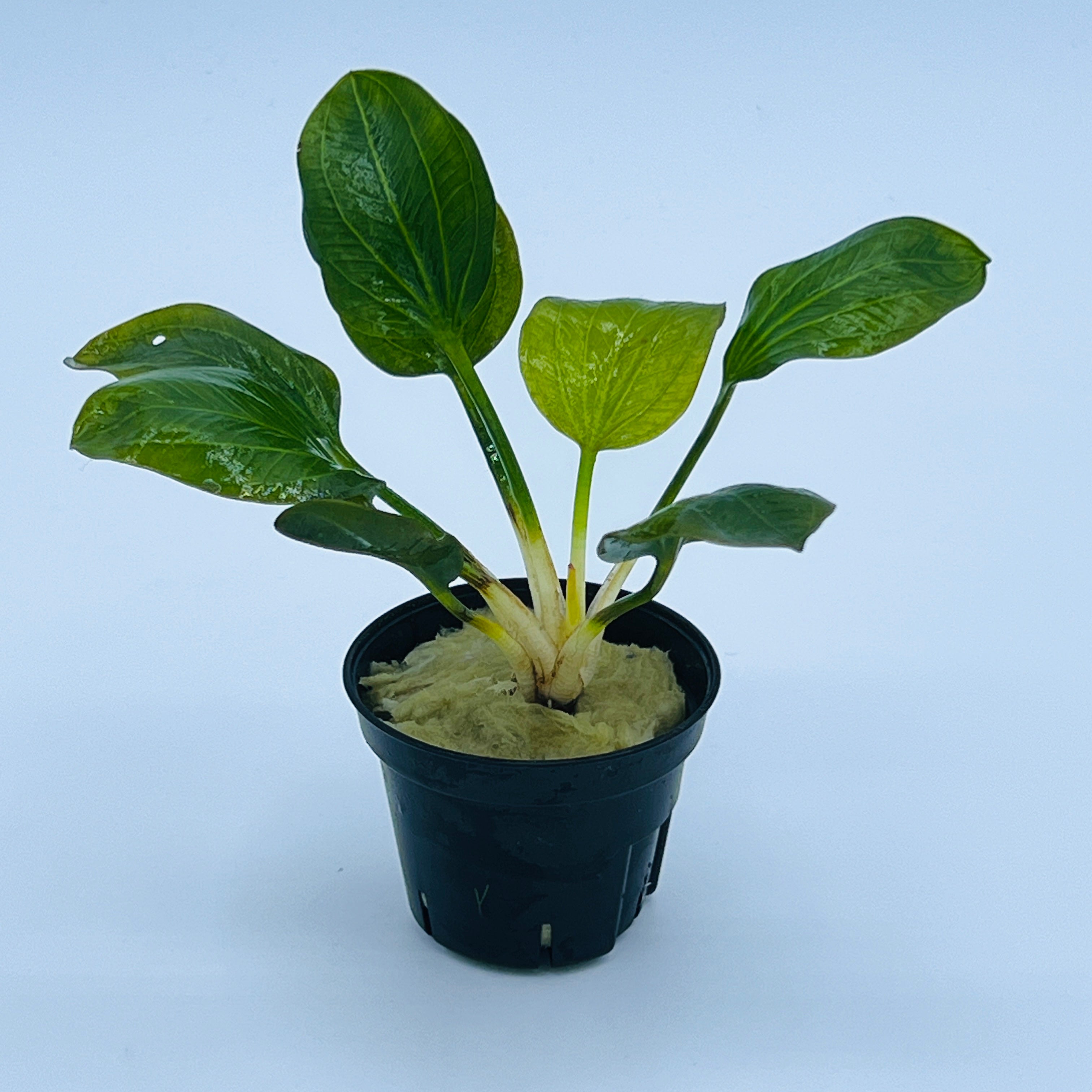 エキノドルスspオパクス サンカルロス産 水中葉 大株