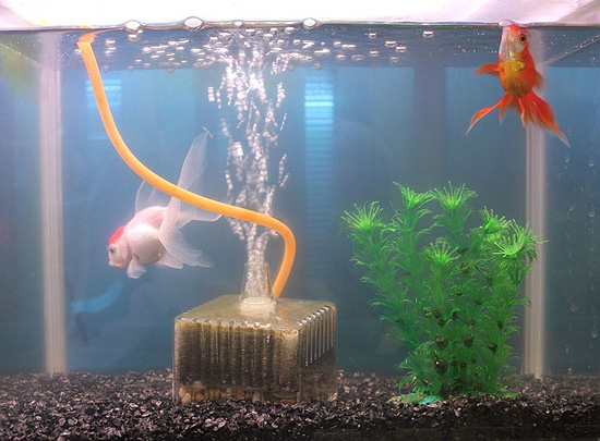 ヴァルナミニ8センチ水槽の透明度が抜群に！有害物質強力抑制！水替え