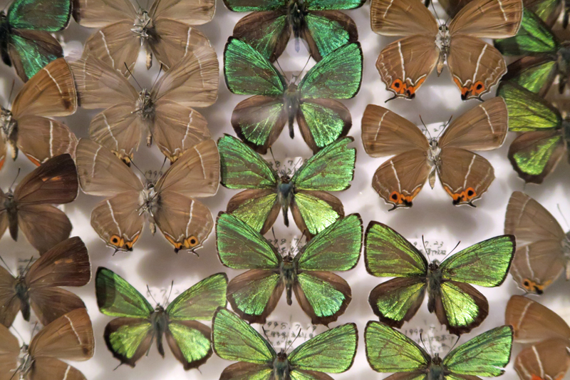 飼育品】シナギフチョウ（1メス、四川省） 【公式通販】