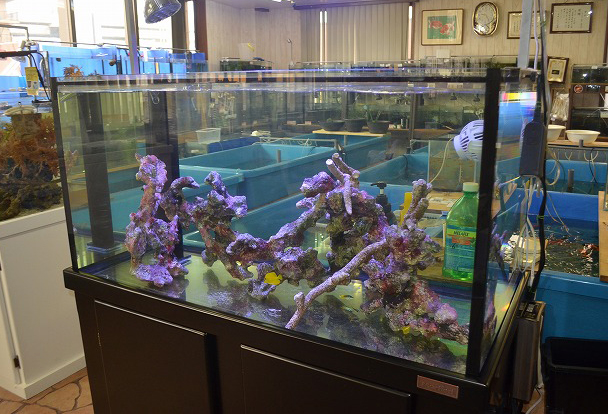 1セット限定 クリア＆ホワイト900レギュラーサイズ オーバーフロー水槽