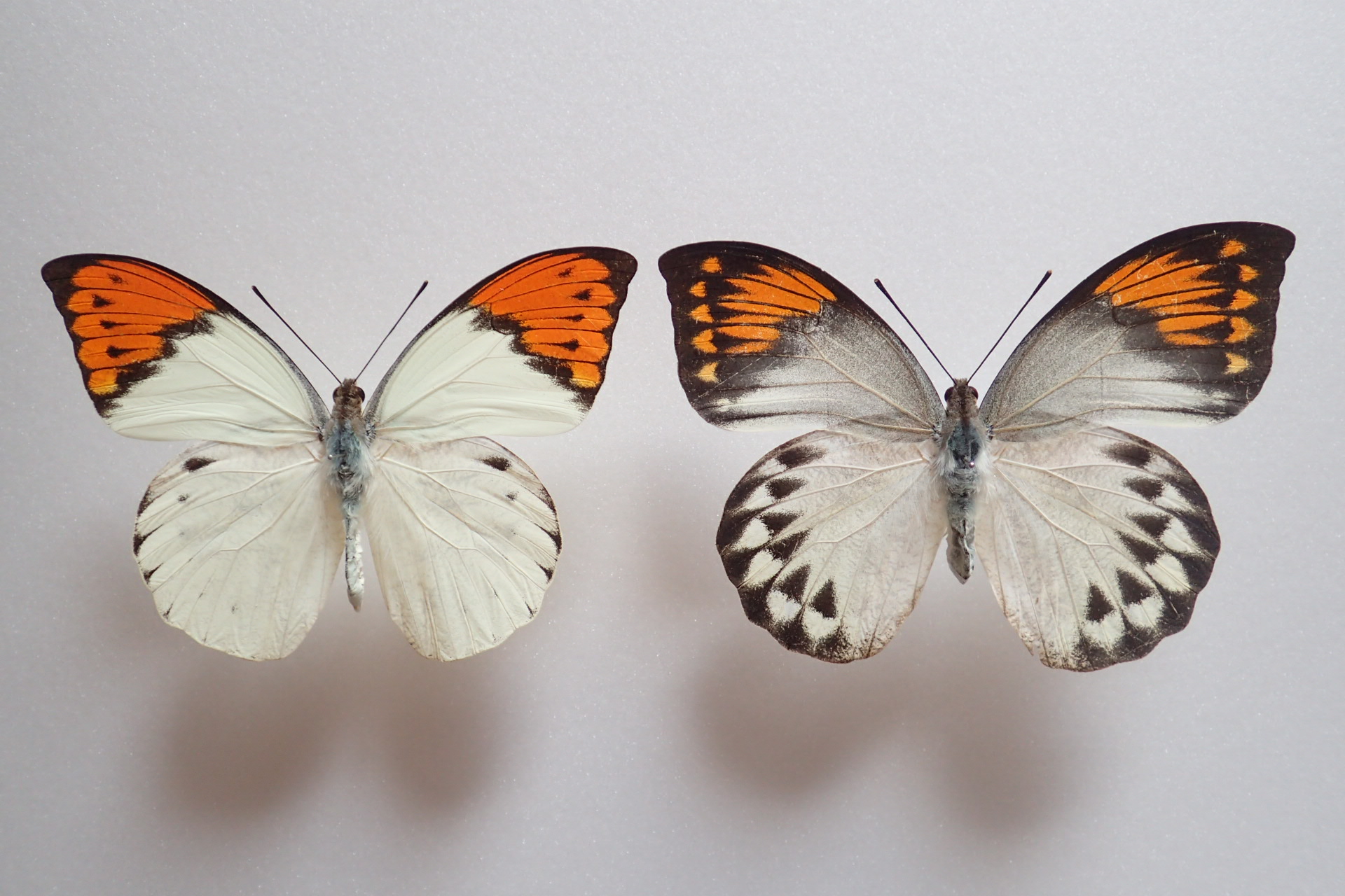 蝶 のアーカイブ