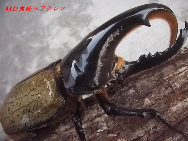 超巨大クヌギ登り木90センチ級 エサ皿 カブトムシ クワガタ 超巨大