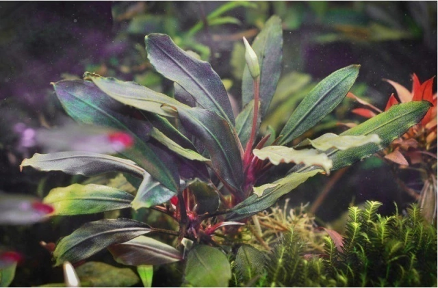 Bucephalandra sp. Super Blue