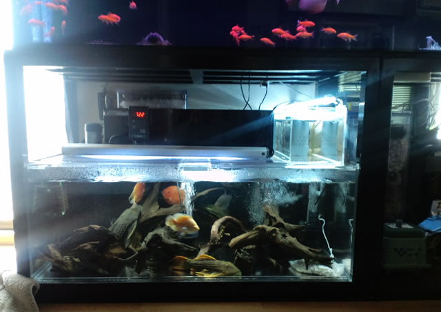 二段式 上部フィルターセット アクリル水槽、オーバーフロー水槽の通販