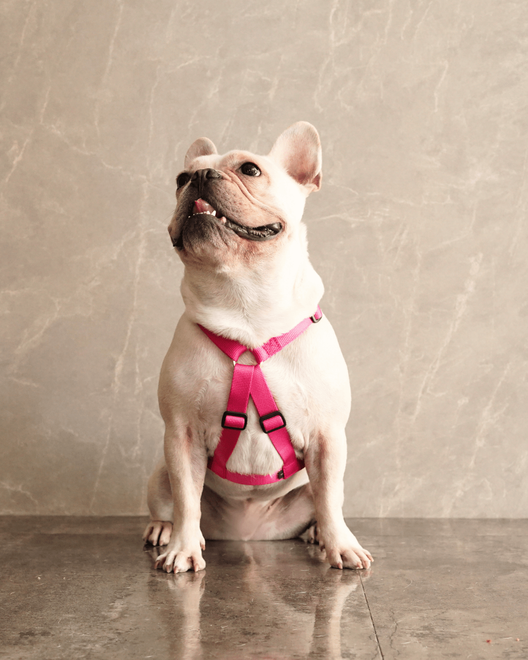 犬用ハーネス PERROS｜Xイクスハーネス｜胸が厚く丸い犬用 – Alice's