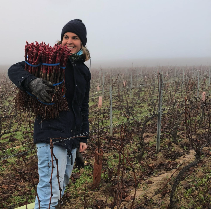 シャンパーニュ エリーズ ブジイ ル モン シャンクエ レ メヌー