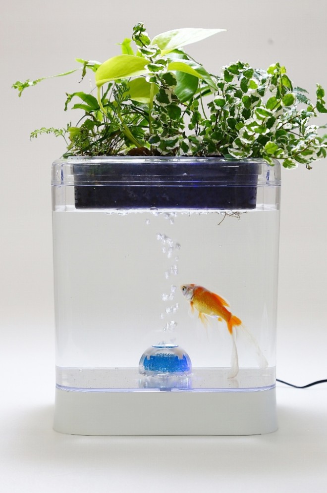 Herb&FishX アクアポニックス水槽