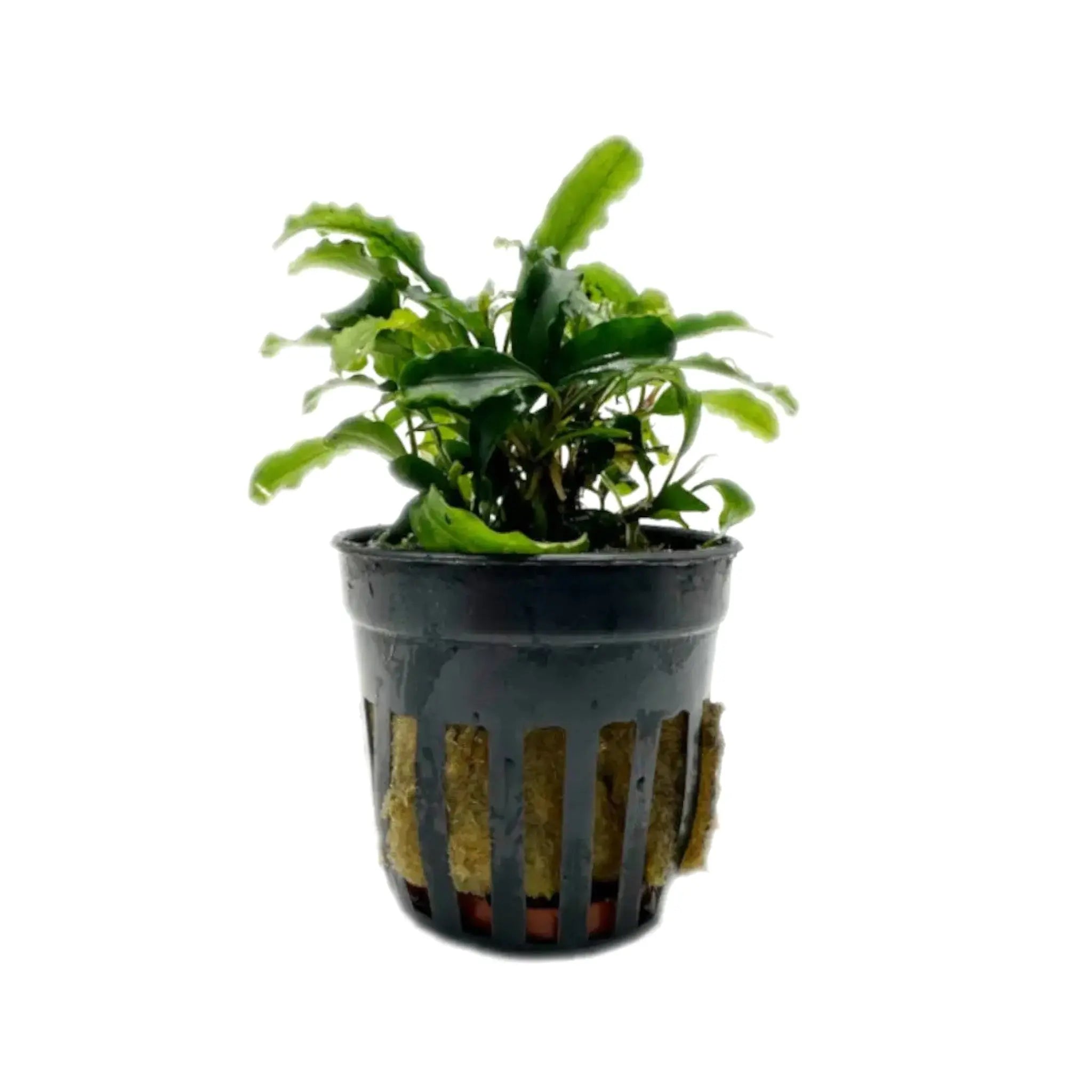 Bucephalandra sp. Sintang | Pro-Aquarium