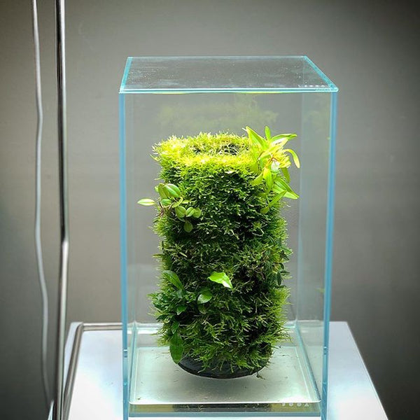 DOOA NEO GLASS AIR W30xD30xH45cm w/6mm glass – Aqua Forest Aquarium