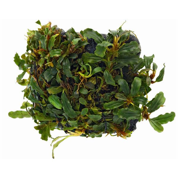 Bucephalandra Sp. Mini Melawi - Australian Buce Plant For Sale