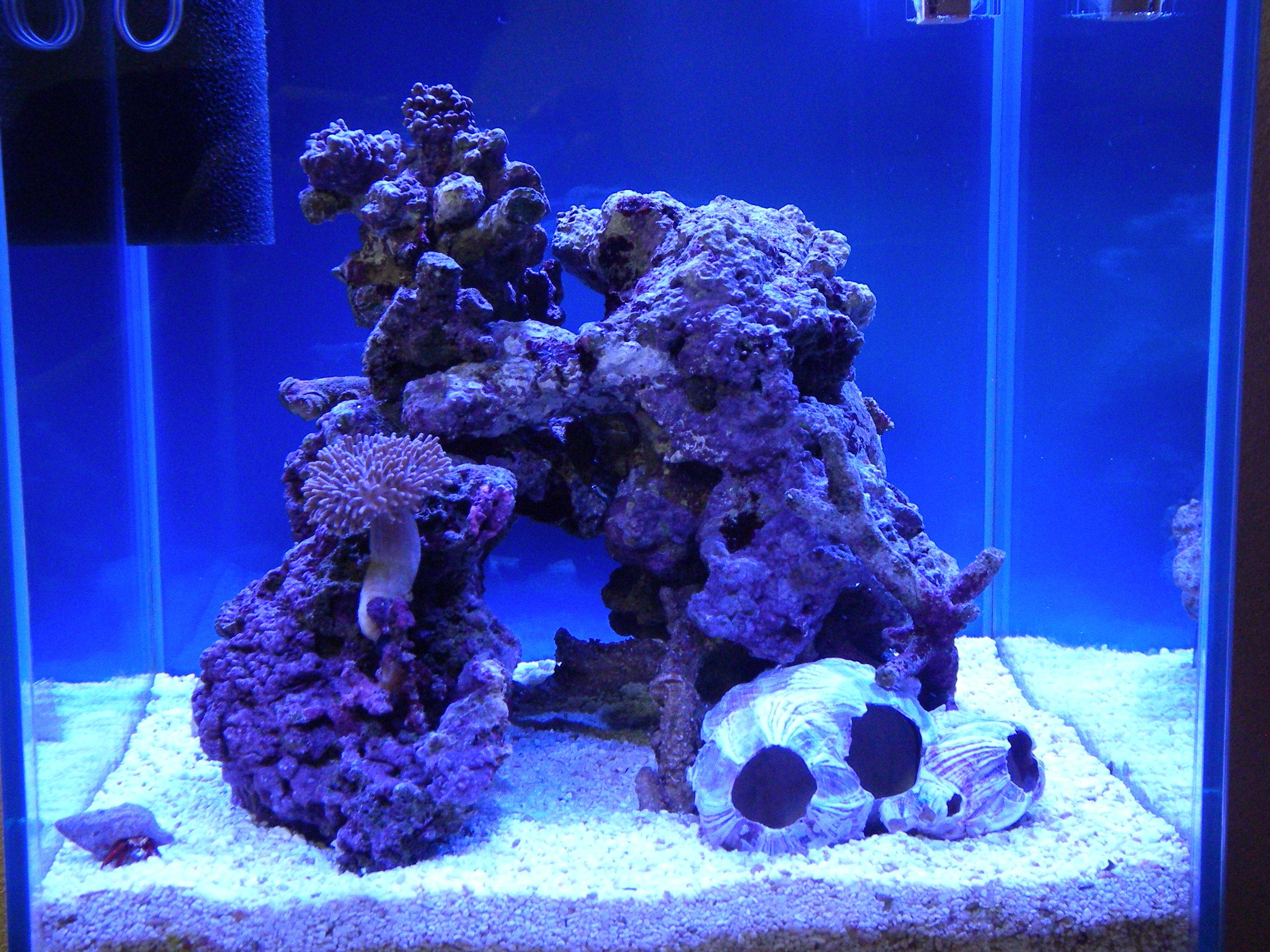 天然ライブロック サンゴ 枝塊 25cm 2点 天然ライブロック サンゴ 枝塊