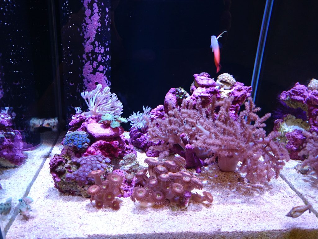 グラッシーレディオRX072リーフ（Grassy LeDio RX072 Reef)の開封