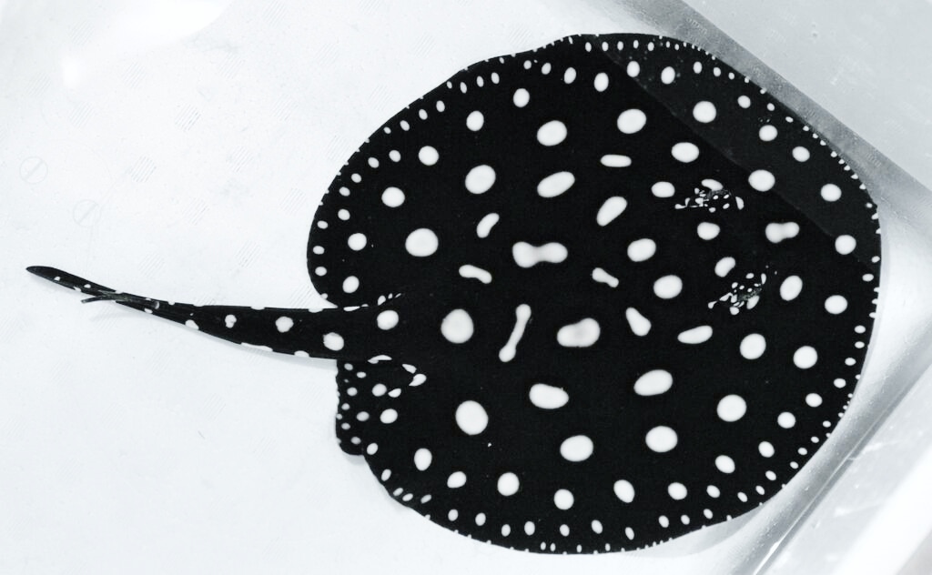 淡水エイ 剥製本物 熱帯魚 ダイヤモンドポルカ ダイヤモンドポルカ