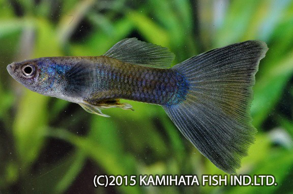 外産グッピー｜神畑養魚株式会社