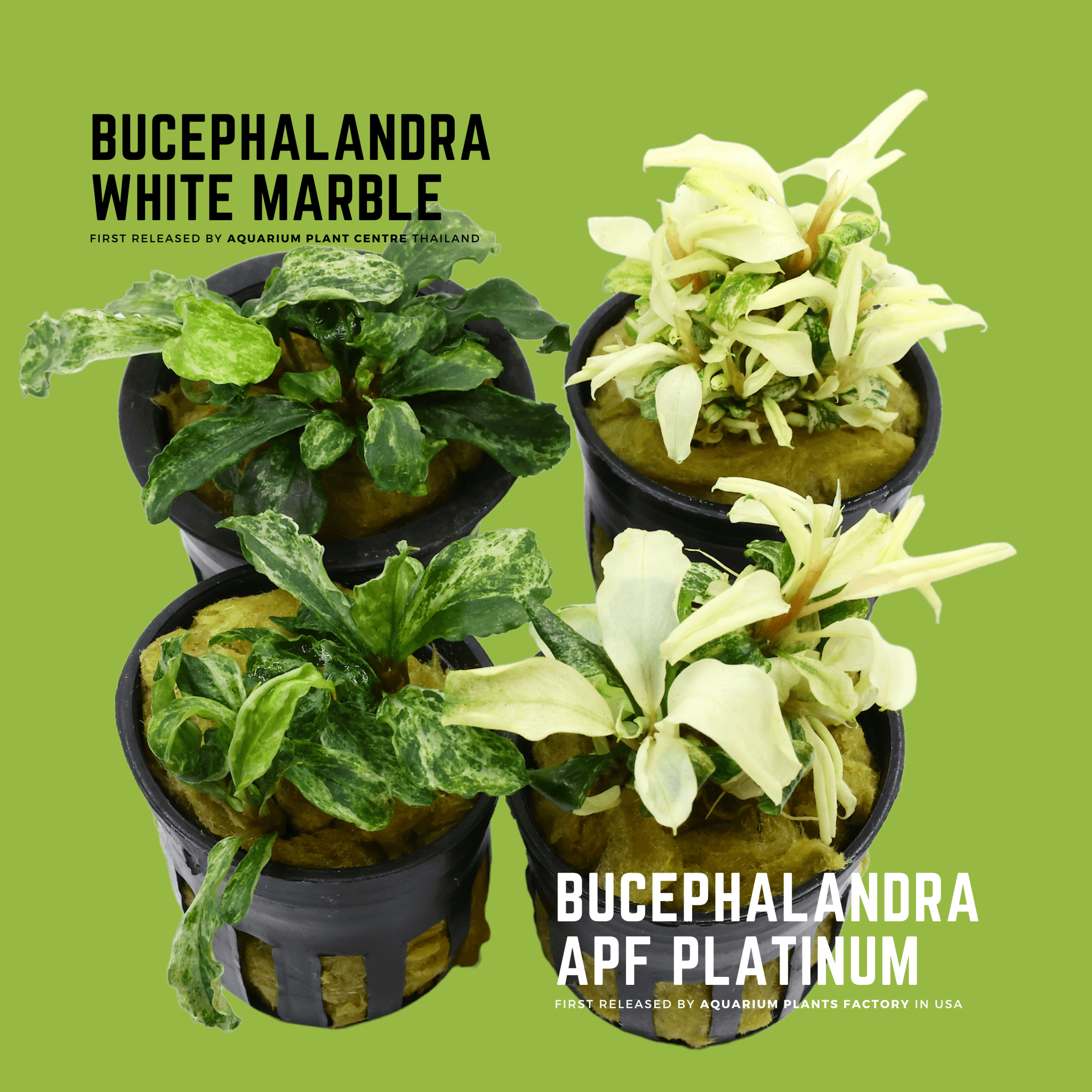 Bucephalandra APF Platinum & Bucephalandra White Marble – Aquarium