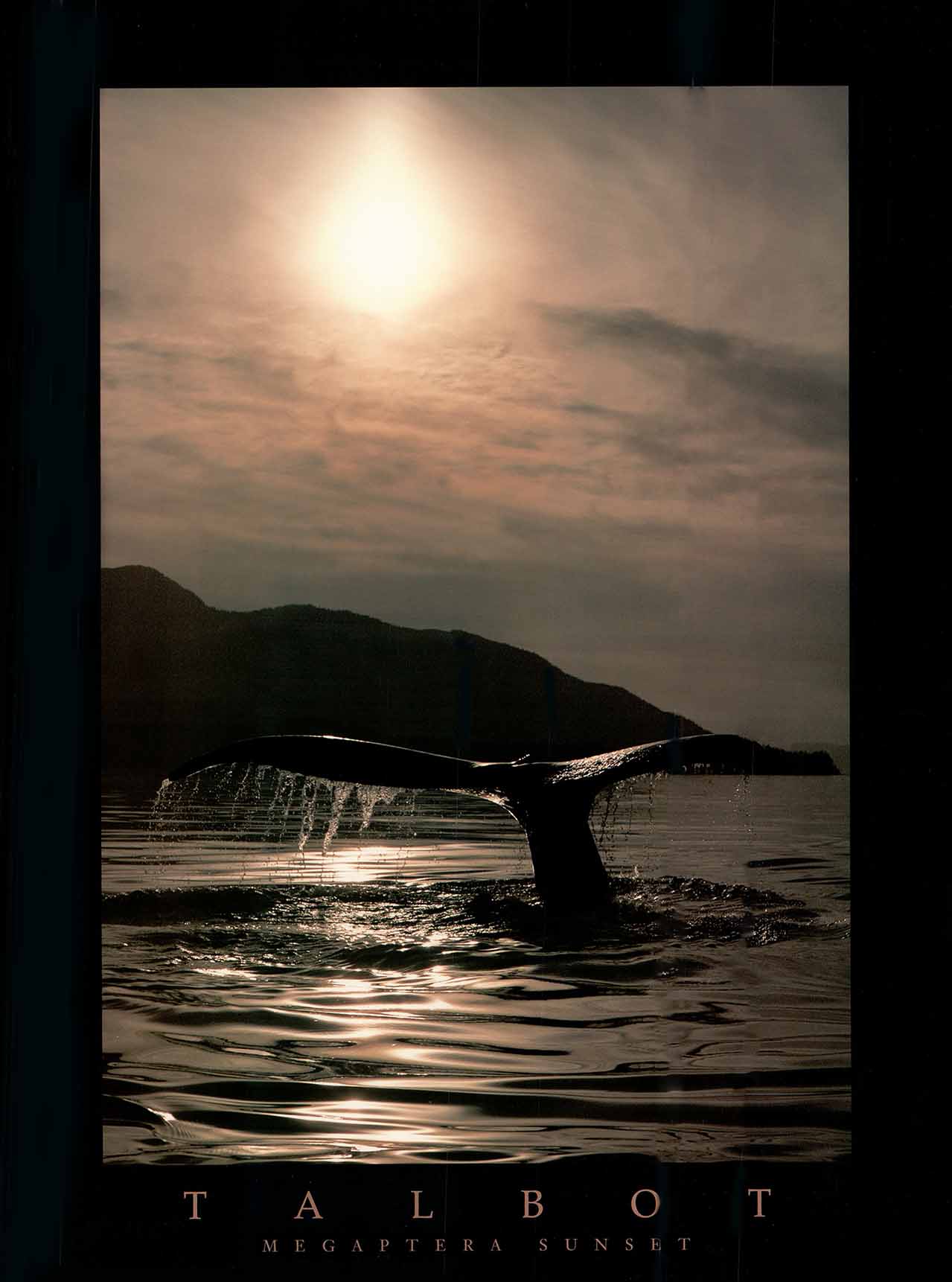 Megaptera Sunset, 1990 by Bob Talbot - 18 X 24 Inches (Offset