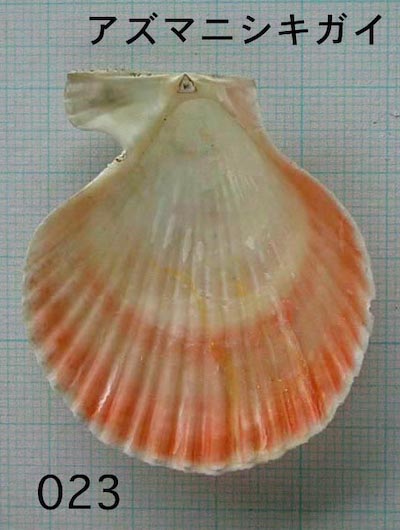 希少)チリメンアオイガイ 貝 オーストラリア産 アオイガイ | 市場魚