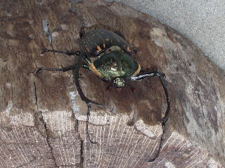 バターレルテナガ