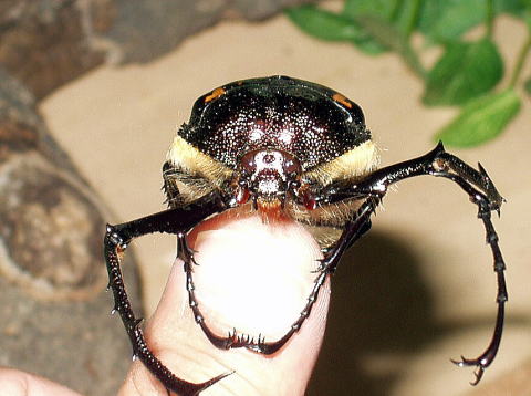 バターレルテナガ