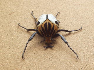 ゴライアスカシクス 標本用死虫 2023年採集品 ゴライアス ゴライアス