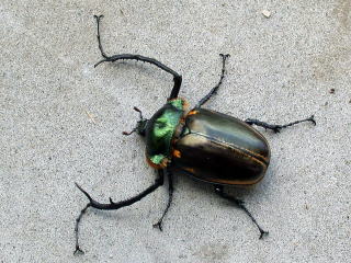 ヤンソニーテナガコガネ