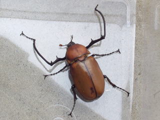 ドウナガテナガコガネ