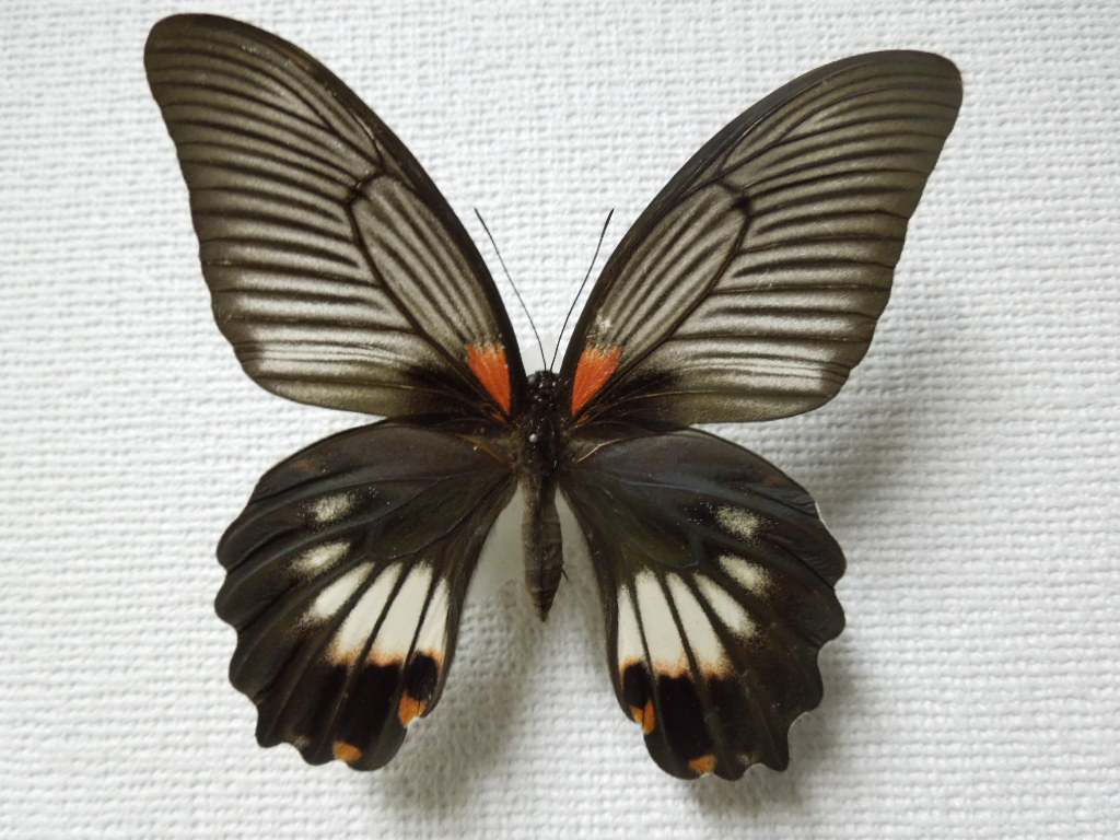 ナガサキアゲハ（メス、タイ産飼育品） ナガサキアゲハ（メス、タイ産