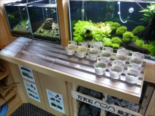 ADA グロースプレート 60×30用 ADA グロースプレート 60cmx30cm