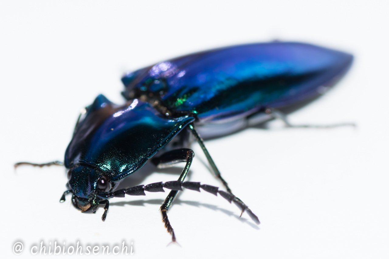 ノブオオオオオオオアオコメツキ | 虫愛ずるなんとやら。