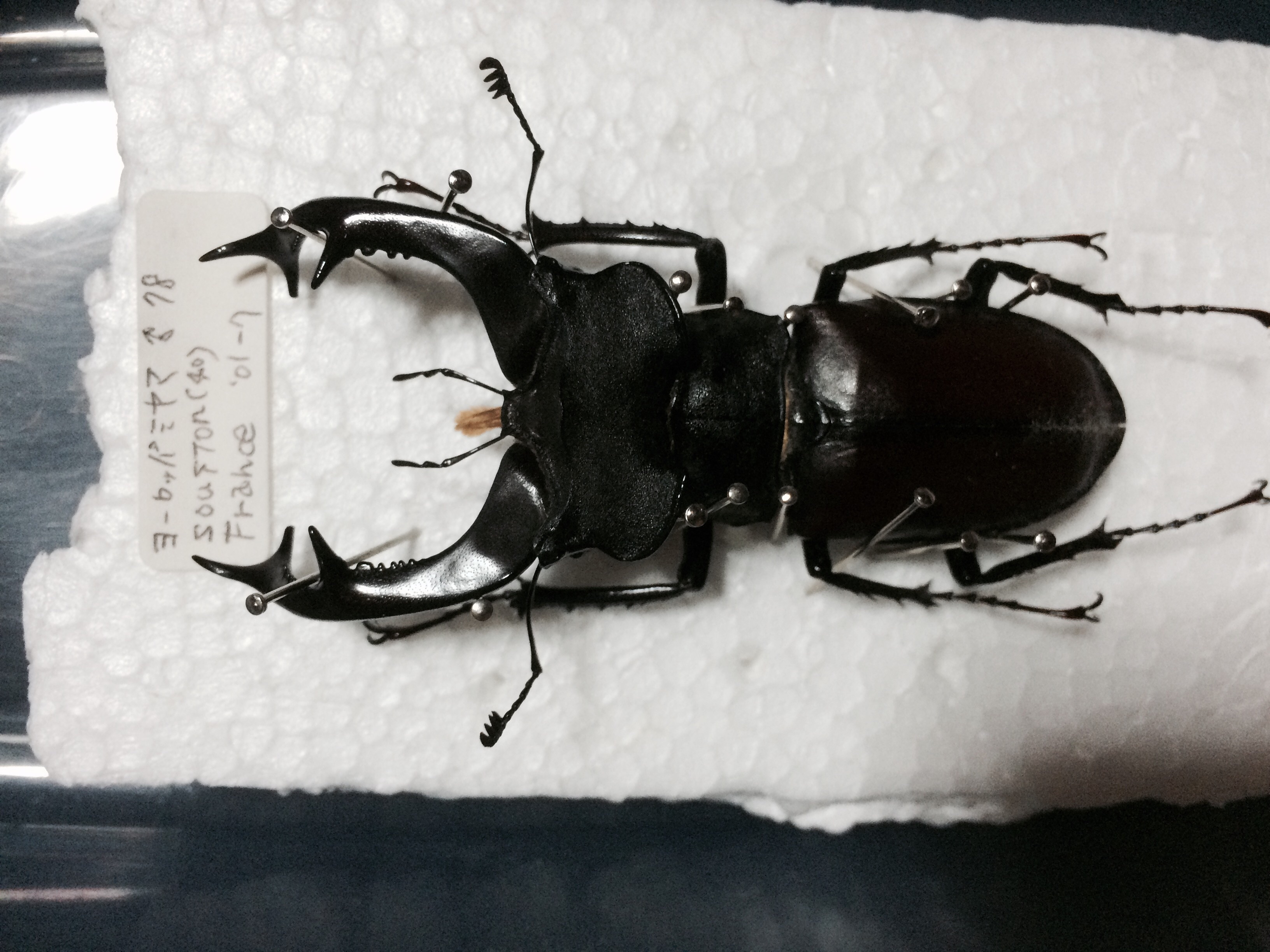 ヨーロッパミヤマクワガタ 63mm 標本 ケルブスミヤマ クワガタ 標本