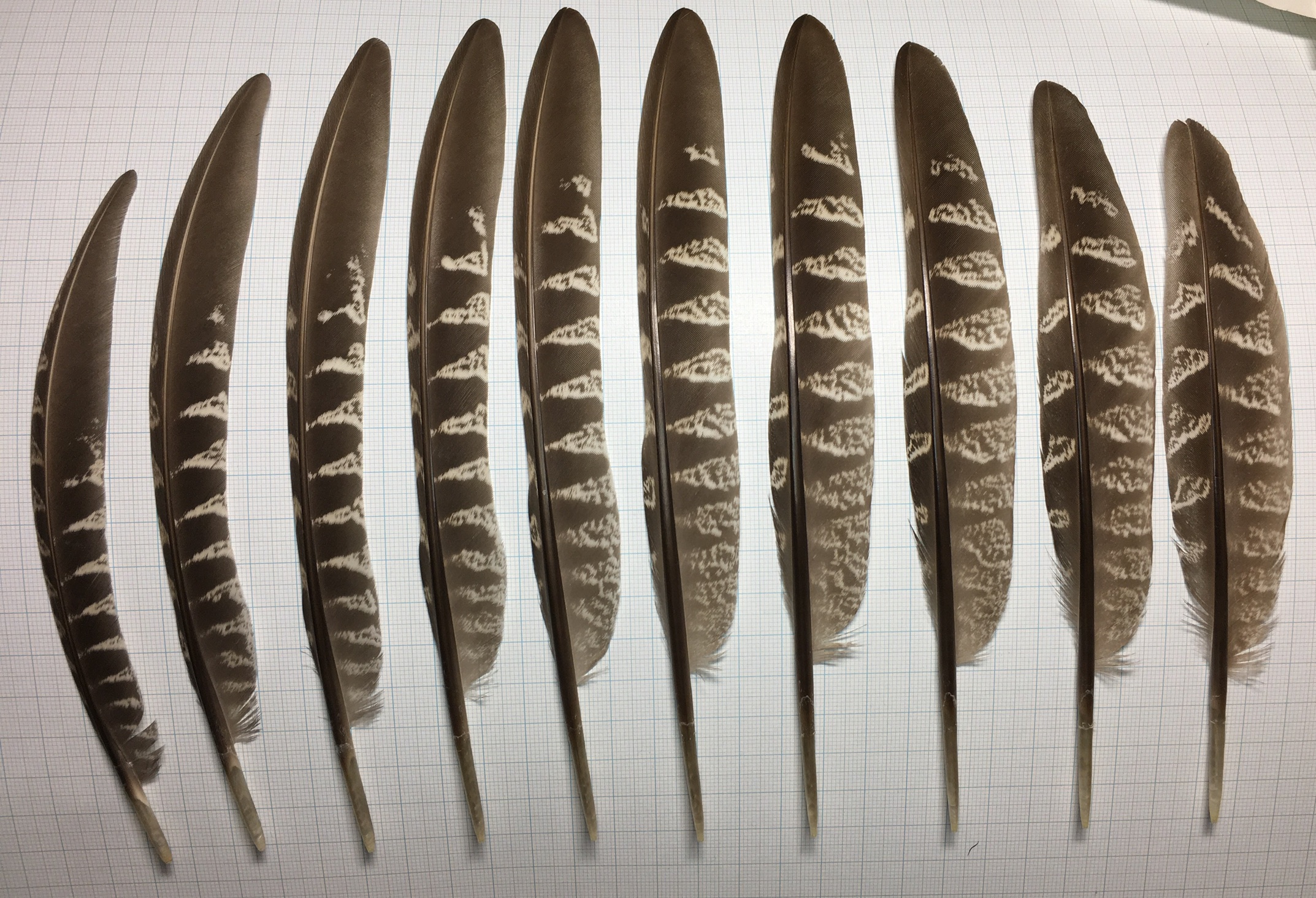 キジ雄成鳥 - 野遊び日記