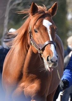 オルフェーヴル 競馬 たてがみ 毛 競馬 オルフェーヴル たてがみ