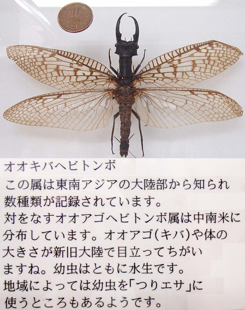 オオキバヘビトンボ 標本 標本】オオキバヘビトンボ 大型 野外品