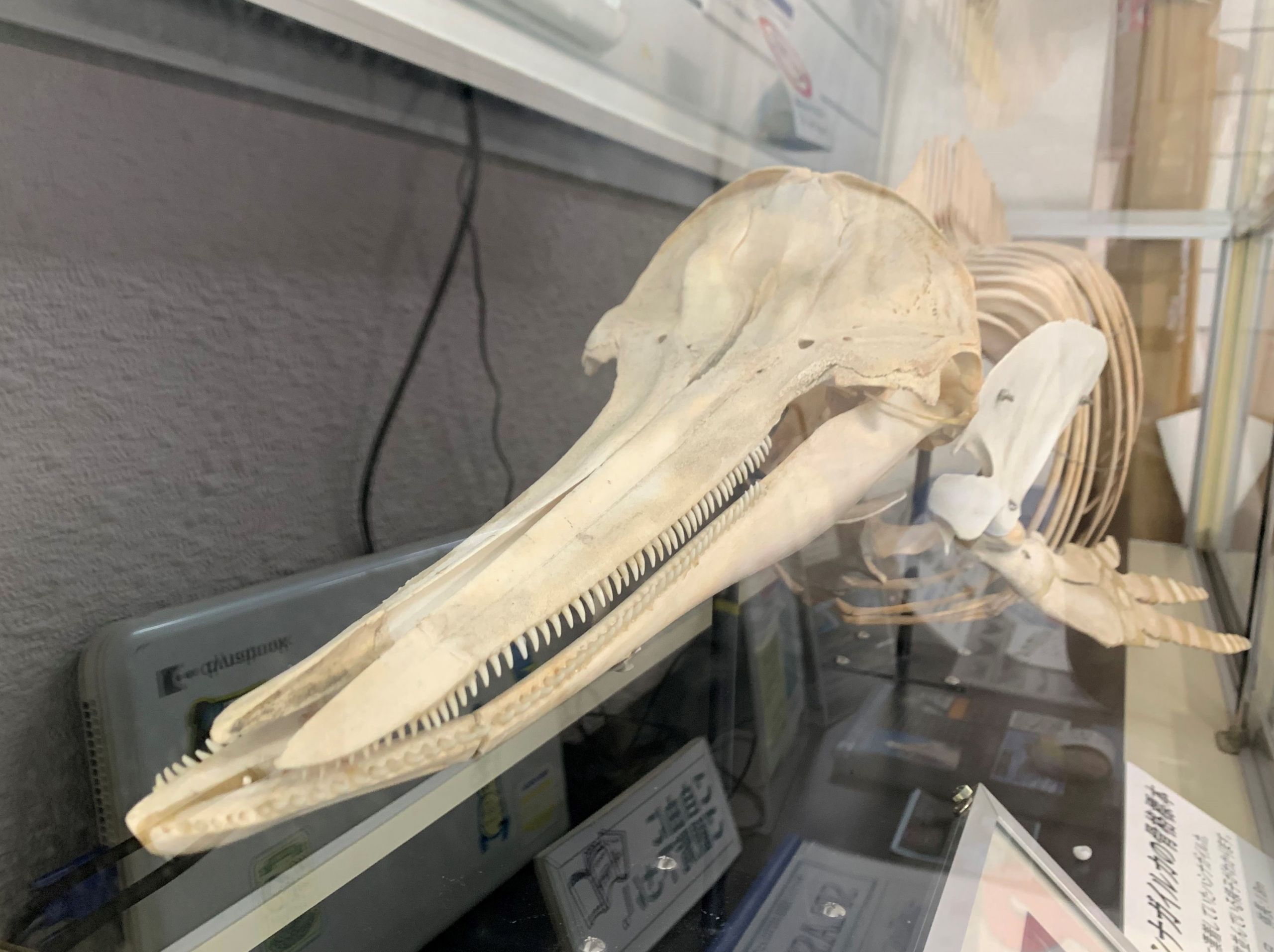 マダライルカ骨格標本 | 彩雲偵察記録 - 楽天ブログ 骨格 標本 イルカ 椎骨