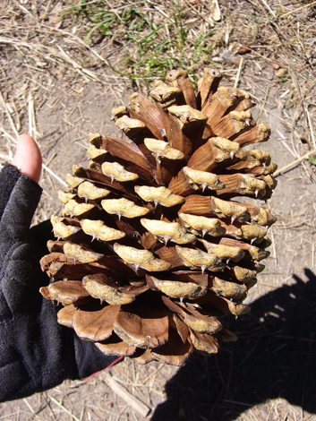 ジャンボ松ぼっくり その他 ジャンボ松ぼっくり 7個 その他素材 Karani