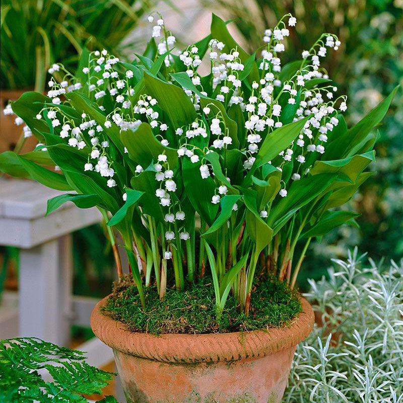 Lil Tjay Buy Lily Of The Valley Special Features: Flowering