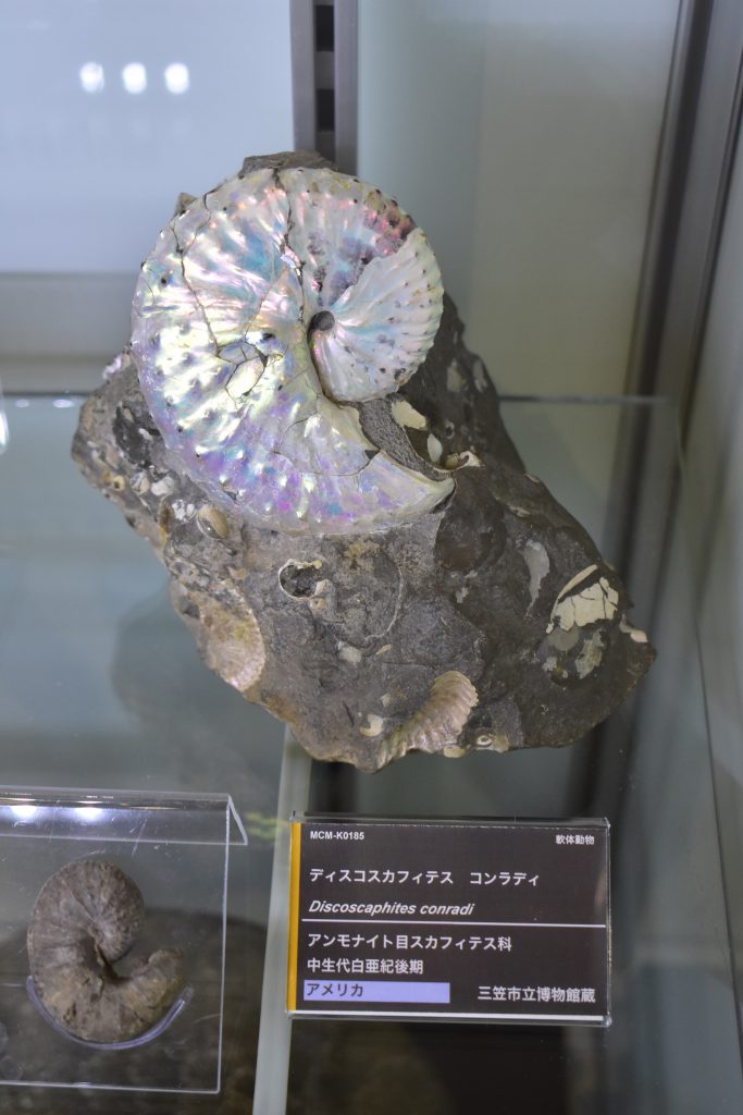 日本のマニアックな観光地 3 三笠市立博物館で日本一のアンモナイト