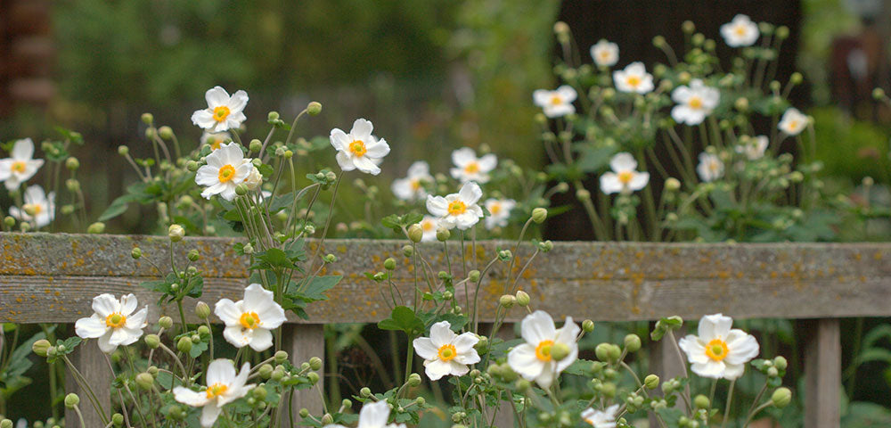 Japanese Anemone – Costa Farms
