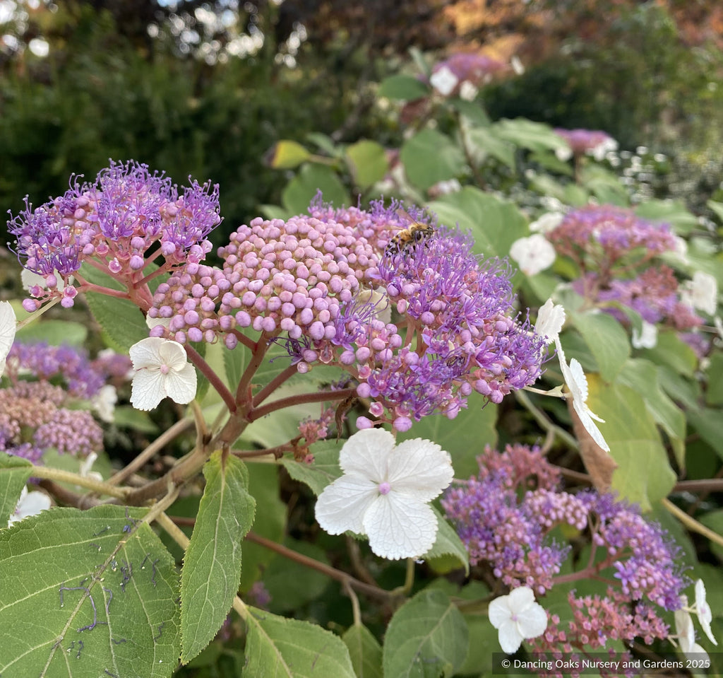 Hydrangea aspera ssp. kawakamii DJHT 7051, Lace Cap Hydrangea