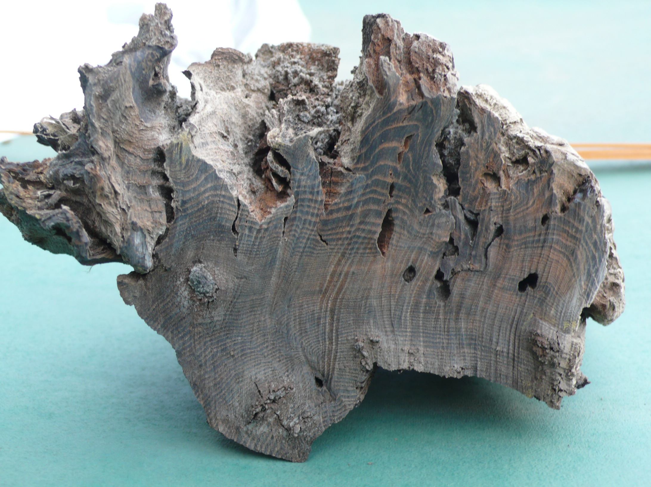 阿武隈川産 埋もれ木（小）新古今和歌集に詠まれた本物の伝承品