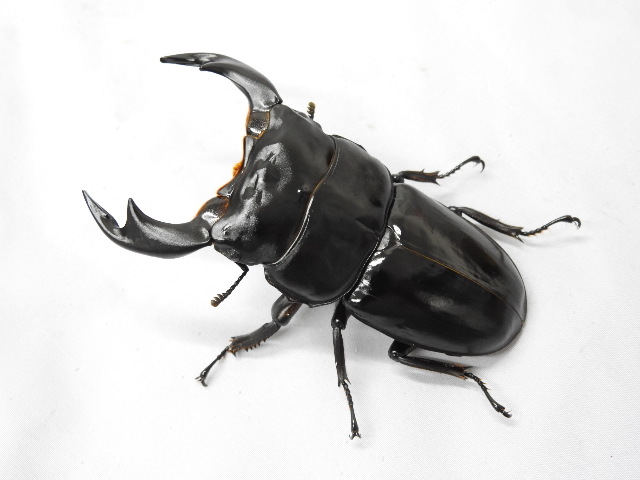 兵庫県産 天然オオクワガタ ペア ♂58.81ミリ 樹液（樹洞）採集 ♀40ミリ（