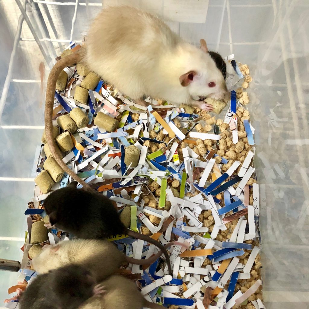 マウス・ラット・ハムスター Lケージ 飼育ケージ 【公式通販】