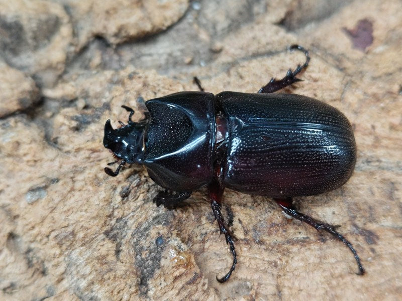 ヒラズツツサイカブト(カンデーゼイムナクボカブト) インドネシア