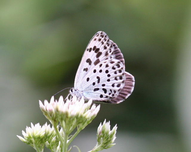 ゴマシジミ＆オオゴマシジミ 【公式通販】